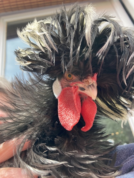 Entry image for Tina. Clicking this image will show a larger photo