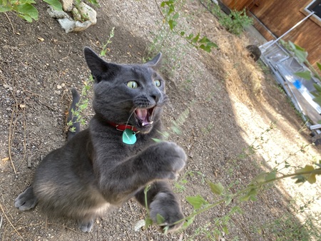 Entry image for Smokey-Blu. Clicking this image will show a larger photo