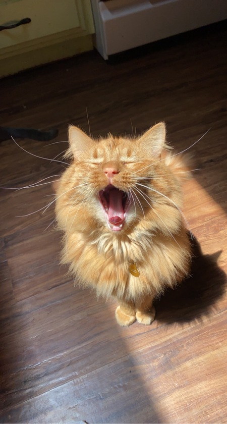 Entry image for Loki. Clicking this image will show a larger photo