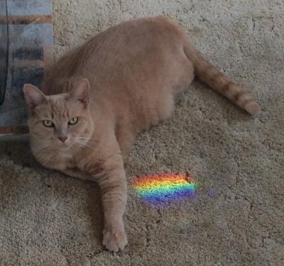 Entry image for Sunny. Clicking this image will show a larger photo