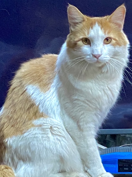 Entry image for “Elvis” the King. Clicking this image will show a larger photo