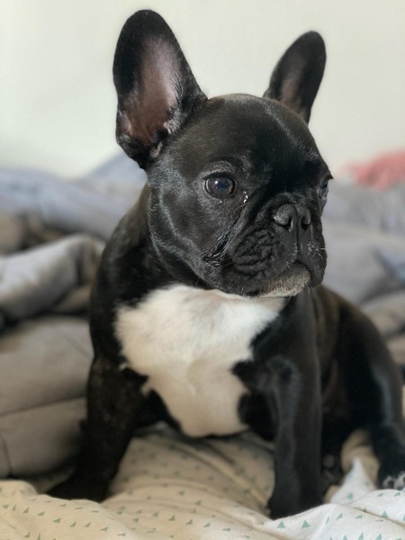 Entry image for Romeo . Clicking this image will show a larger photo