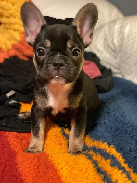 Entry image for Juliette . Clicking this image will show a larger photo