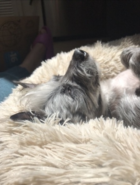 Entry image for Oliver!. Clicking this image will show a larger photo