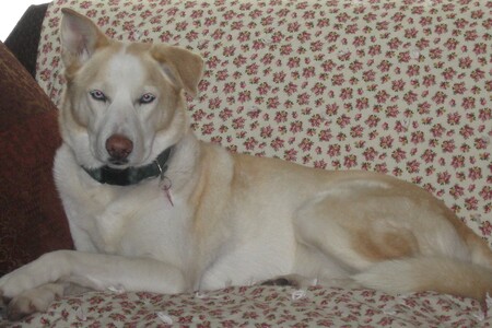 Entry image for Lilly. Clicking this image will show a larger photo