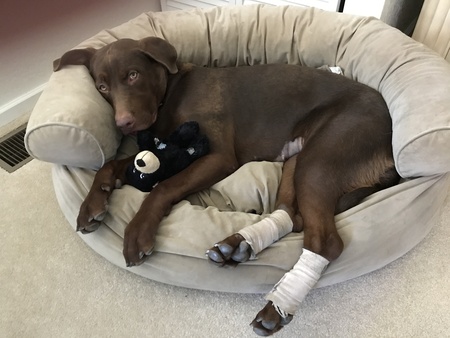 Entry image for Sophia. Clicking this image will show a larger photo