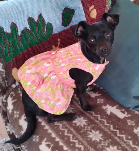 Entry image for Ms. Mousekewitz. Clicking this image will show a larger photo