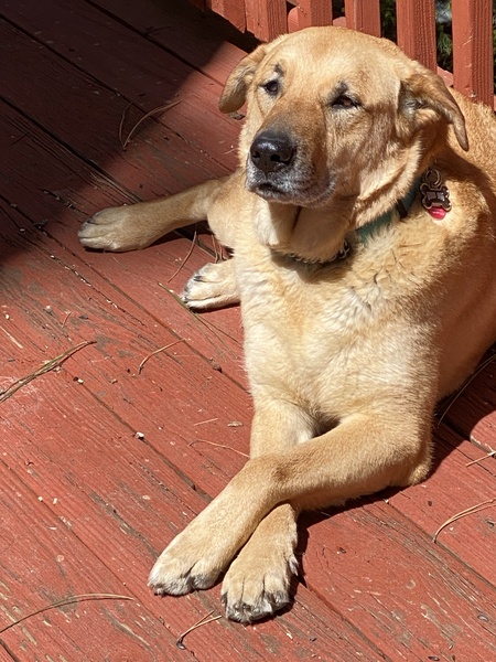 Entry image for Rufus George. Clicking this image will show a larger photo