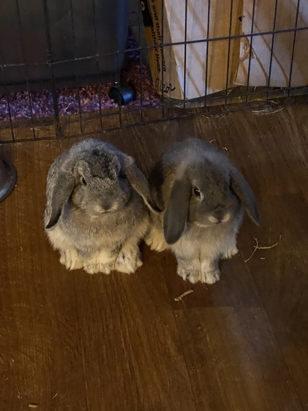 Entry image for Betty and Oliver. Clicking this image will show a larger photo