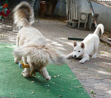 Entry image for Freddie. Clicking this image will show a larger photo