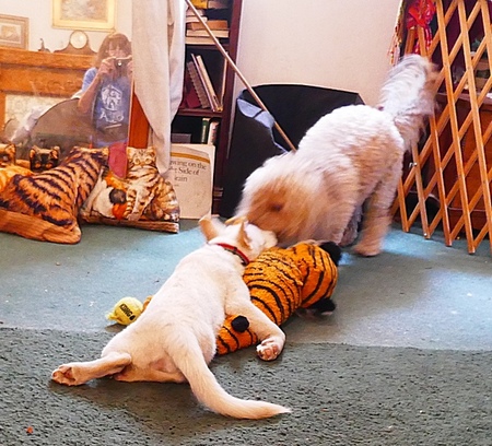 Entry image for Fiona. Clicking this image will show a larger photo