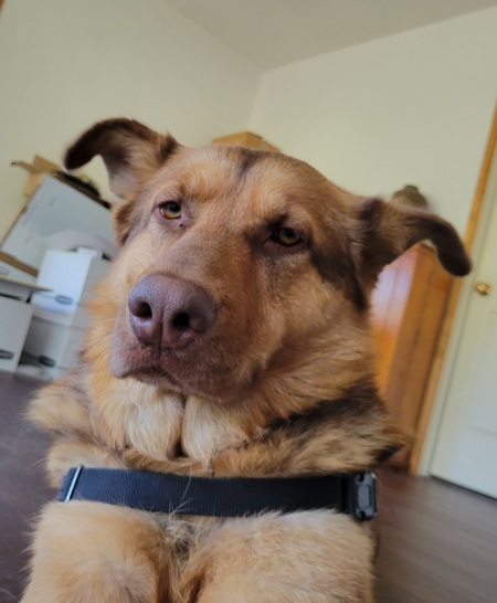 Entry image for Wally. Clicking this image will show a larger photo