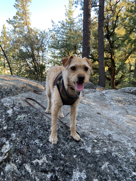 Entry image for Paco. Clicking this image will show a larger photo