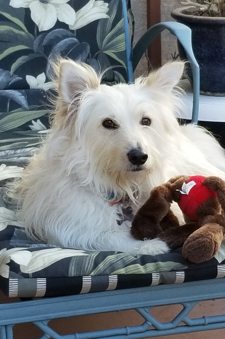 Entry image for Sherman. Clicking this image will show a larger photo