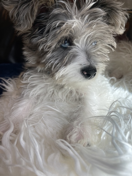 Entry image for Skye. Clicking this image will show a larger photo