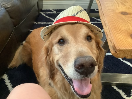 Entry image for Dino. Clicking this image will show a larger photo