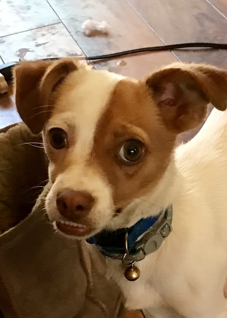 Entry image for Cooper . Clicking this image will show a larger photo