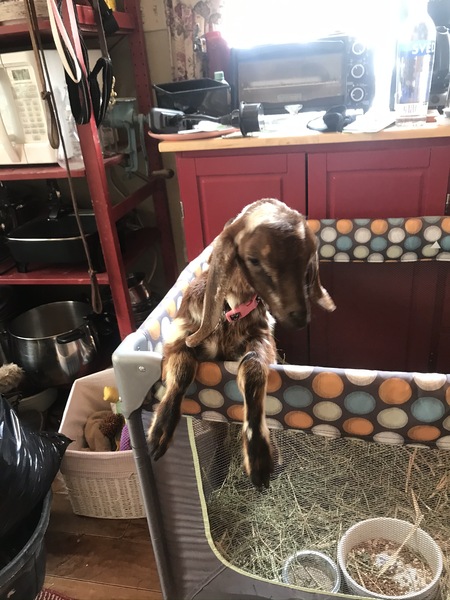 Entry image for Ivy. Clicking this image will show a larger photo