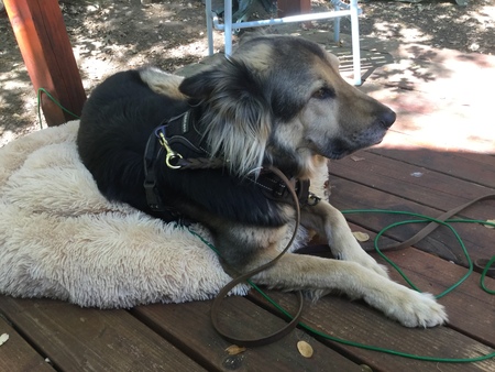 Entry image for Gracie. Clicking this image will show a larger photo