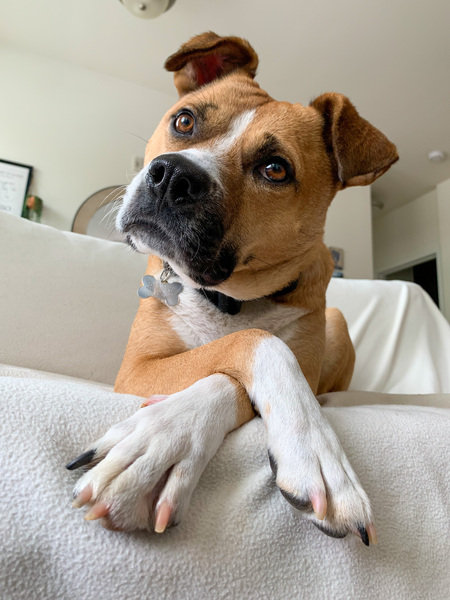 Rex