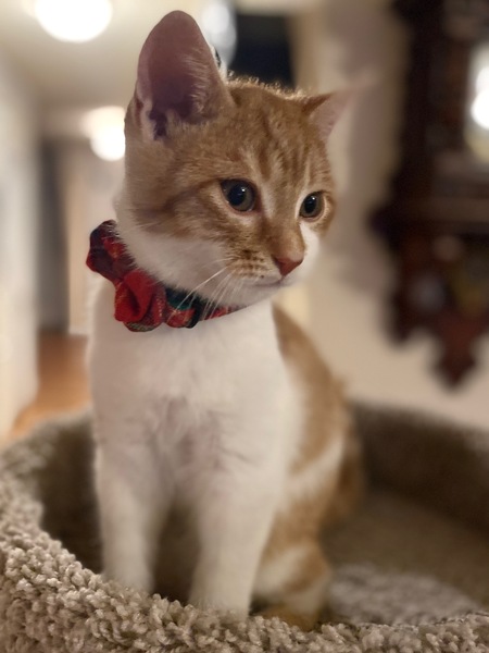 Butterscotch