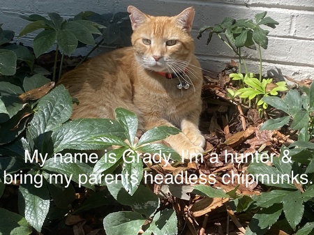 Grady