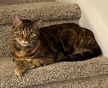 Piper