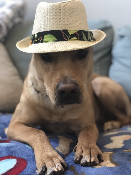 Apollo