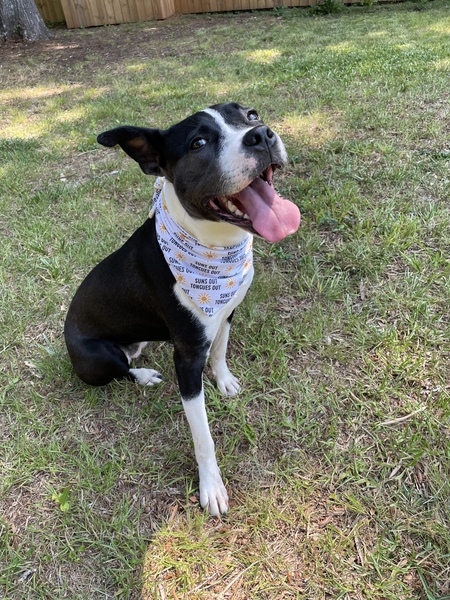 Evie