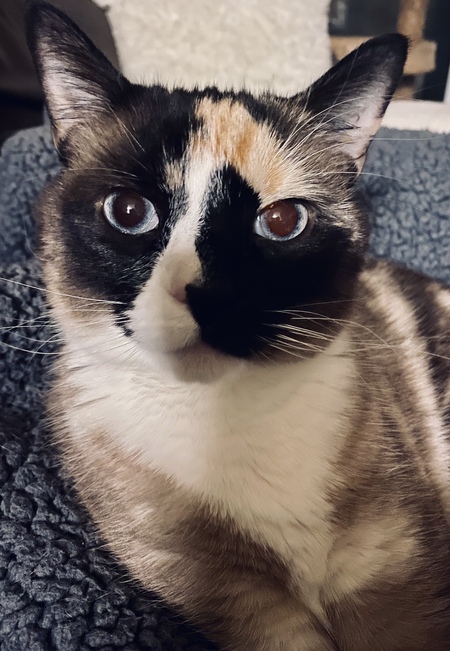 Céline 