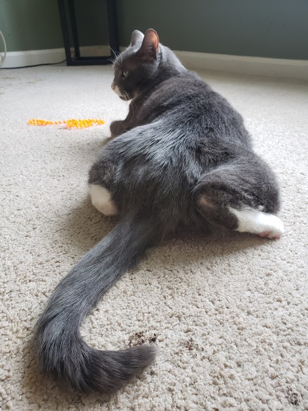 Louie