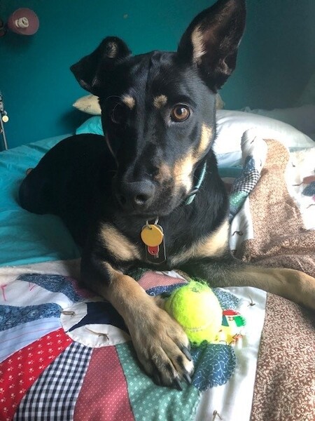 Stella