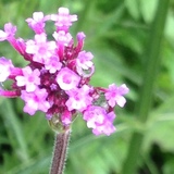 Entry image for Beauty in Pink