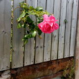 Entry image for Nosey Neighbour