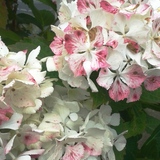 Entry image for Hint of Pink