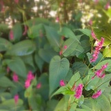 Entry image for Focus on Pink