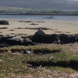 Entry image for Sea pinks