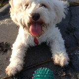 Entry image for Puppy's pink tongue