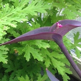 Entry image for Elegant Pink