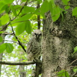 Entry image for Baby Barred Owl