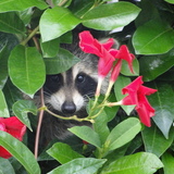 Entry image for hide away
