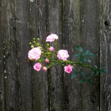 Entry image for Free Spirit