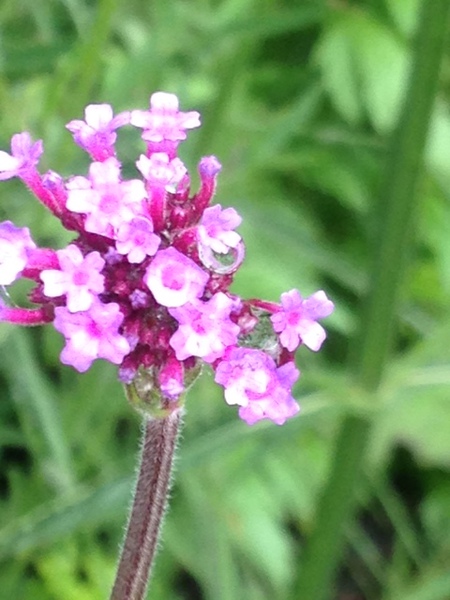 Entry image for Beauty in Pink. Clicking this image will show a larger photo