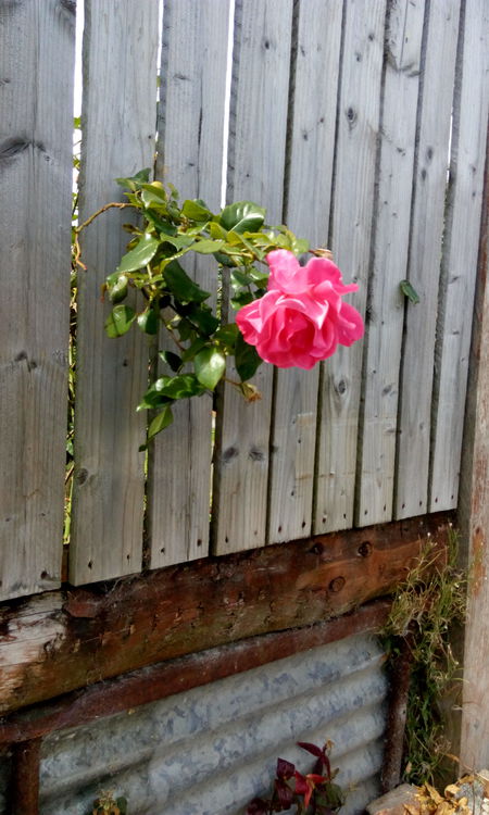 Entry image for Nosey Neighbour. Clicking this image will show a larger photo