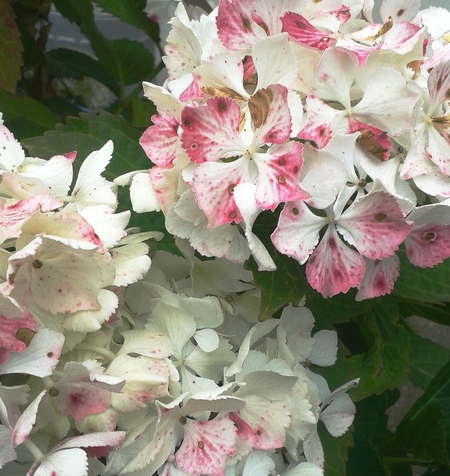 Entry image for Hint of Pink. Clicking this image will show a larger photo