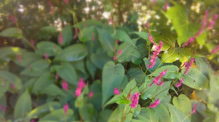 Entry image for Focus on Pink. Clicking this image will show a larger photo
