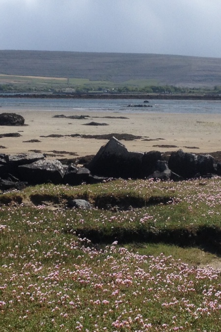 Entry image for Sea pinks. Clicking this image will show a larger photo