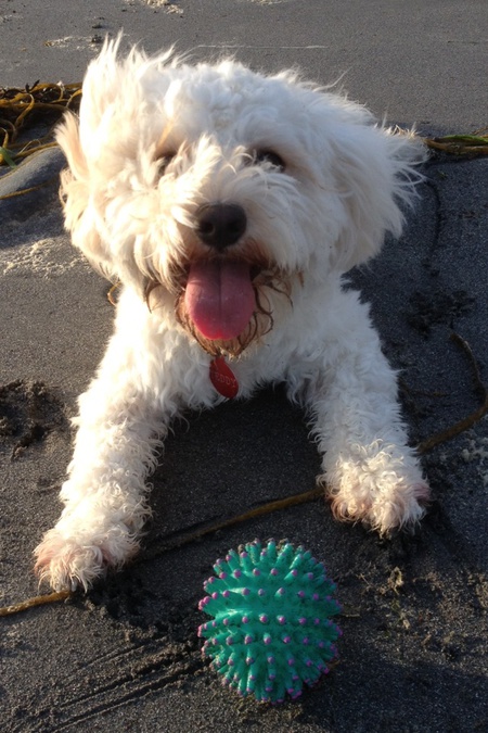 Entry image for Puppy's pink tongue. Clicking this image will show a larger photo