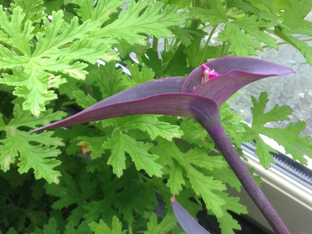 Entry image for Elegant Pink. Clicking this image will show a larger photo