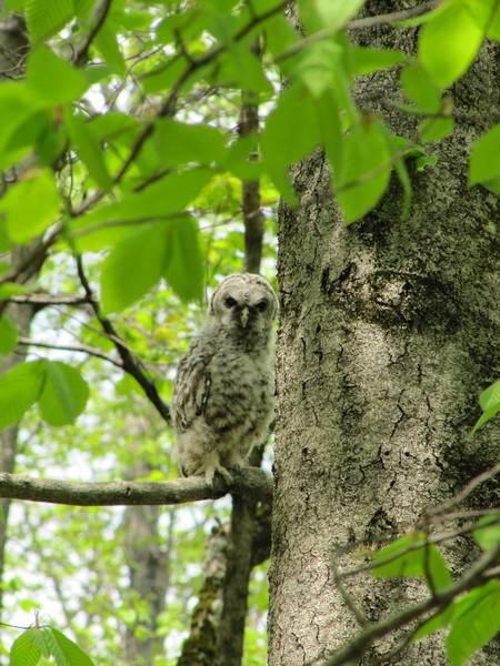 Entry image for Baby Barred Owl. Clicking this image will show a larger photo